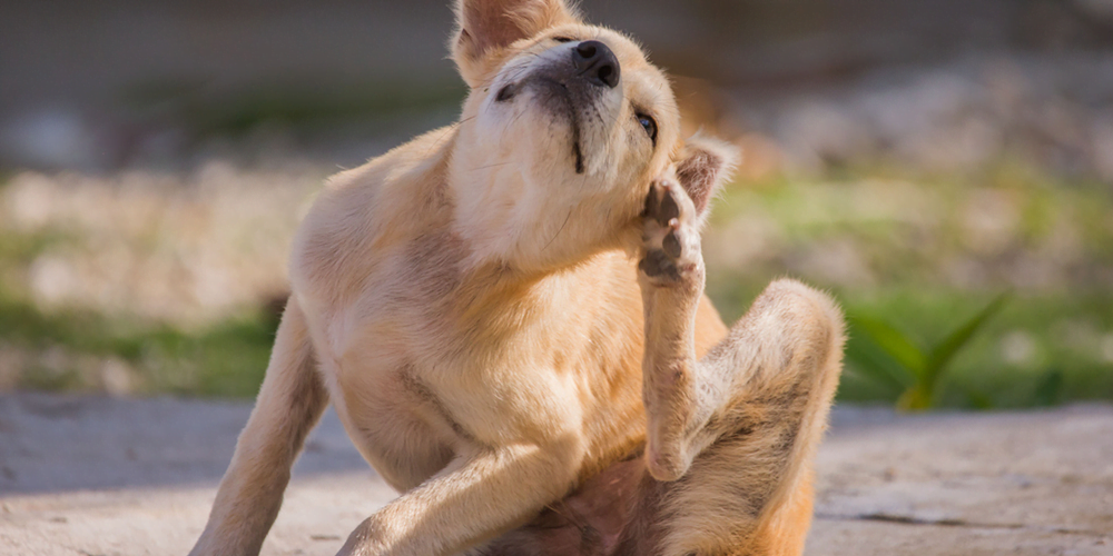 Petderma: Especialistas Em Dermatologia Veterinária Em São Paulo - Encontre O Melhor Cuidado Para Seu Pet Com A Petderma, Sua Clínica Especializada Em Dermatologia Veterinária Em Sp. Tratamentos Inovadores Para Cães E Gatos.