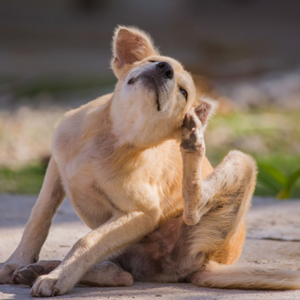Raspado-Cutâneo Petderma: Especialistas Em Dermatologia Veterinária Em São Paulo - Encontre O Melhor Cuidado Para Seu Pet Com A Petderma, Sua Clínica Especializada Em Dermatologia Veterinária Em Sp. Tratamentos Inovadores Para Cães E Gatos.
