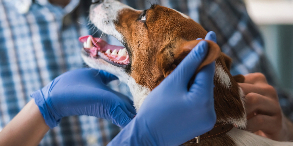 Petderma: Especialistas Em Dermatologia Veterinária Em São Paulo - Encontre O Melhor Cuidado Para Seu Pet Com A Petderma, Sua Clínica Especializada Em Dermatologia Veterinária Em Sp. Tratamentos Inovadores Para Cães E Gatos.