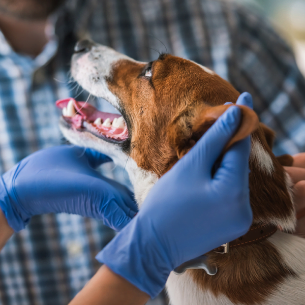 Petderma: Especialistas Em Dermatologia Veterinária Em São Paulo - Encontre O Melhor Cuidado Para Seu Pet Com A Petderma, Sua Clínica Especializada Em Dermatologia Veterinária Em Sp. Tratamentos Inovadores Para Cães E Gatos.