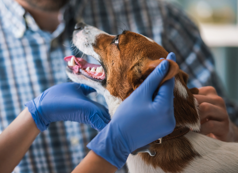 PETDERMA: Especialistas em Dermatologia Veterinária em São Paulo - Encontre o melhor cuidado para seu pet com a PETDERMA, sua clínica especializada em dermatologia veterinária em SP. Tratamentos inovadores para cães e gatos.