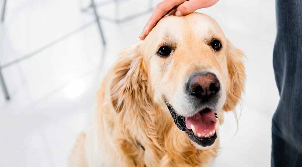 Mudanças ambientais para o seu cão atópico