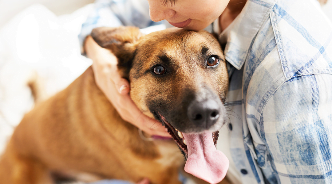 O Que É Eu Devo Entender Sobre A Seborreia No Meu Pet? 1 Seborreia