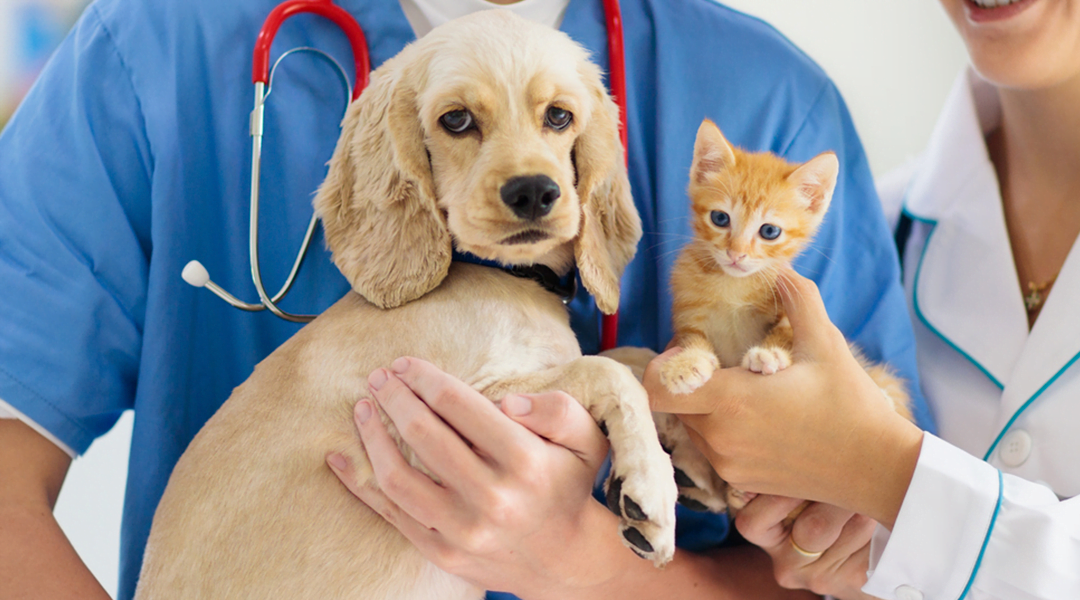 Alergia Em Cães E Gatos 1 Petderma: Especialistas Em Dermatologia Veterinária Em São Paulo - Encontre O Melhor Cuidado Para Seu Pet Com A Petderma, Sua Clínica Especializada Em Dermatologia Veterinária Em Sp. Tratamentos Inovadores Para Cães E Gatos.