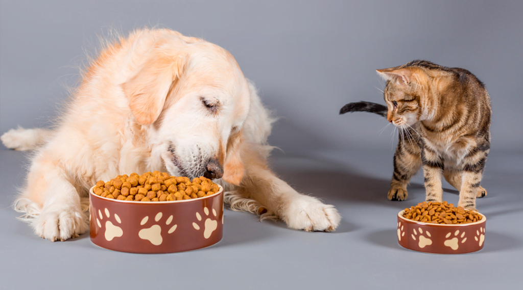 Dermatite Em Pets Por Alimentos Industrializados: O Que O Tutor Precisa Saber Sobre Nutrição E Pele 4 Petderma: Especialistas Em Dermatologia Veterinária Em São Paulo - Encontre O Melhor Cuidado Para Seu Pet Com A Petderma, Sua Clínica Especializada Em Dermatologia Veterinária Em Sp. Tratamentos Inovadores Para Cães E Gatos.