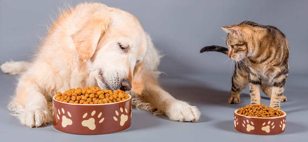 Petderma: Especialistas Em Dermatologia Veterinária Em São Paulo - Encontre O Melhor Cuidado Para Seu Pet Com A Petderma, Sua Clínica Especializada Em Dermatologia Veterinária Em Sp. Tratamentos Inovadores Para Cães E Gatos.