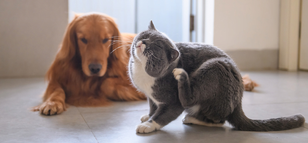 Petderma: Especialistas Em Dermatologia Veterinária Em São Paulo - Encontre O Melhor Cuidado Para Seu Pet Com A Petderma, Sua Clínica Especializada Em Dermatologia Veterinária Em Sp. Tratamentos Inovadores Para Cães E Gatos.