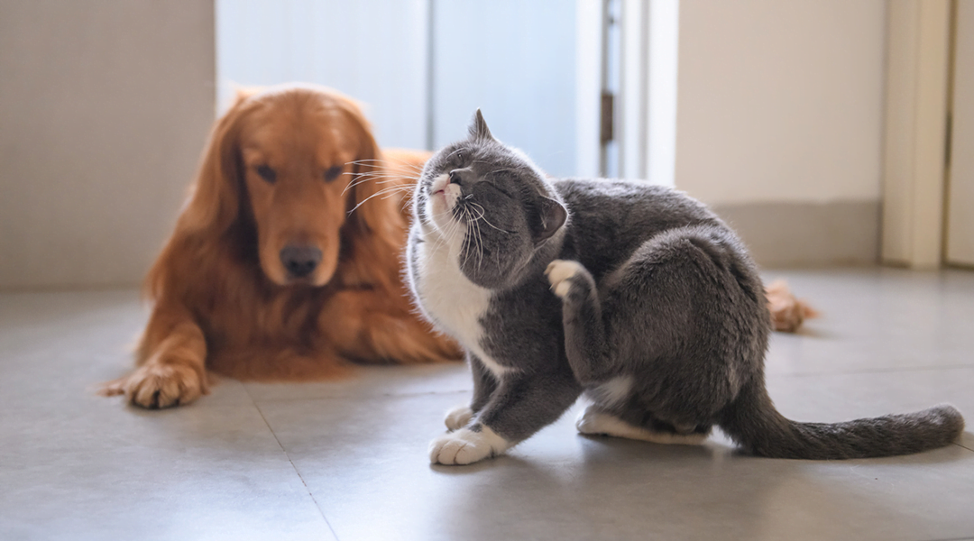 Petderma: Especialistas Em Dermatologia Veterinária Em São Paulo - Encontre O Melhor Cuidado Para Seu Pet Com A Petderma, Sua Clínica Especializada Em Dermatologia Veterinária Em Sp. Tratamentos Inovadores Para Cães E Gatos.