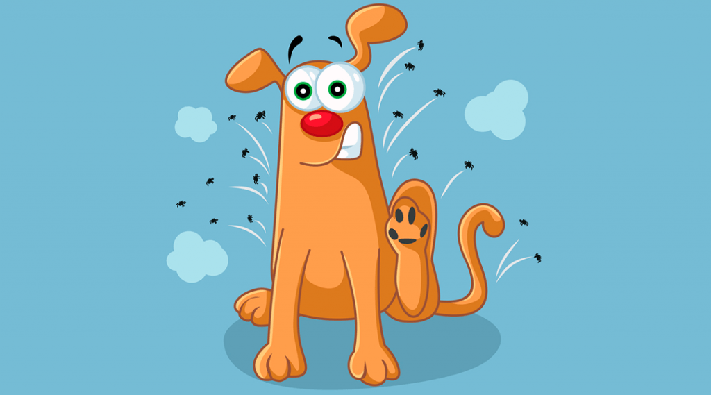 Pulga em cães: Como posso proteger meu pet?