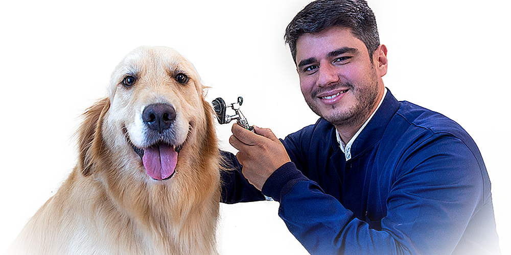Petderma: Especialistas Em Dermatologia Veterinária Em São Paulo - Encontre O Melhor Cuidado Para Seu Pet Com A Petderma, Sua Clínica Especializada Em Dermatologia Veterinária Em Sp. Tratamentos Inovadores Para Cães E Gatos.