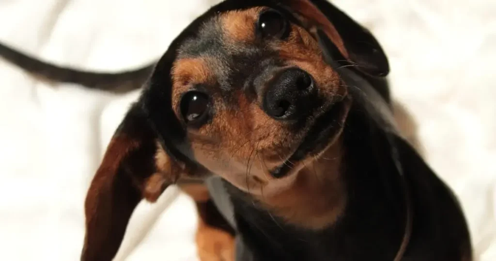 Alergia em Cachorro na Pele