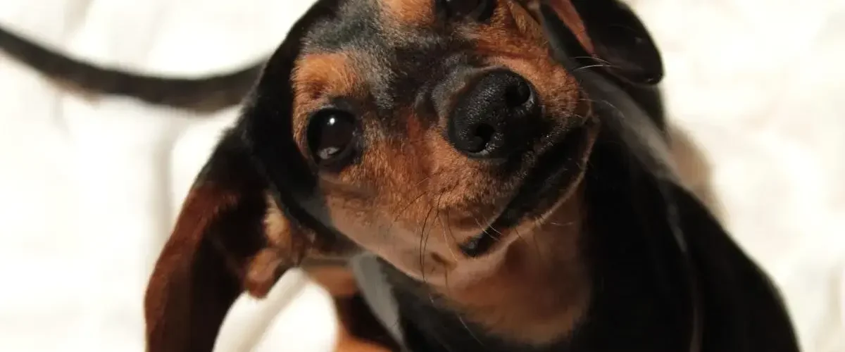 Alergia Em Cachorro Na Pele