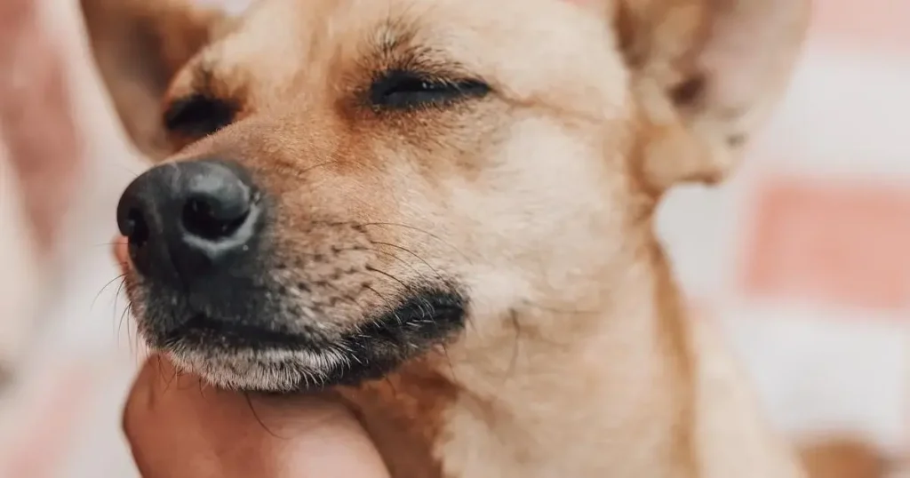 Alergia em Cachorro Sintomas