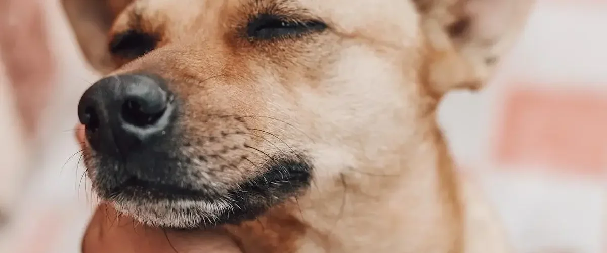 Alergia Em Cachorro Sintomas