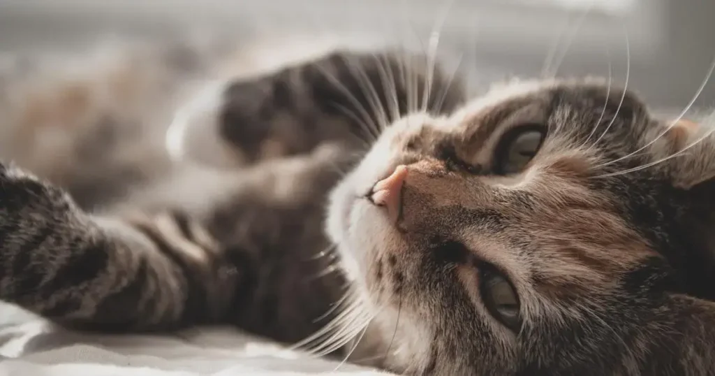 Dermatite em cães e gatos