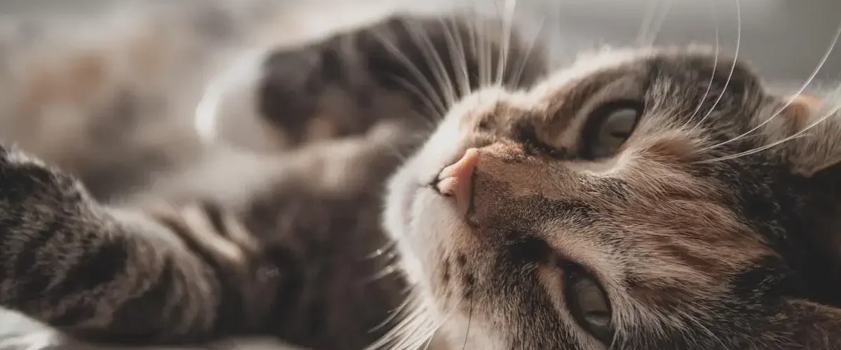 Dermatite Em Cães E Gatos