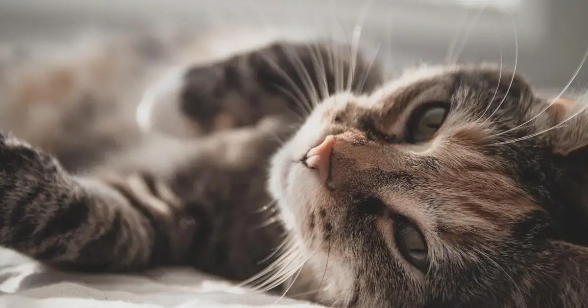 Cuidados Com A Dermatite Em Cães E Gatos: Estratégias Preventivas 1 Dermatite Em Cães E Gatos