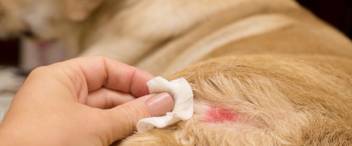 Alergia De Pele Em Cães