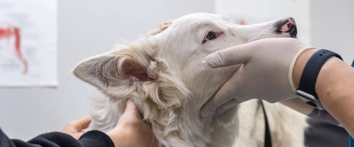 O Guia Completo Para O Tratamento De Pele Em Cães E Gatos