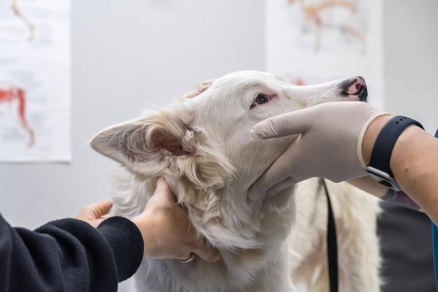 Sintomas De Dermatite Canina E Como Aliviar 1 O Guia Completo Para O Tratamento De Pele Em Cães E Gatos