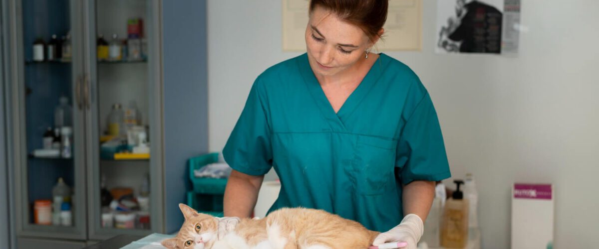 O Guia Completo Para O Tratamento De Pele Em Cães E Gatos