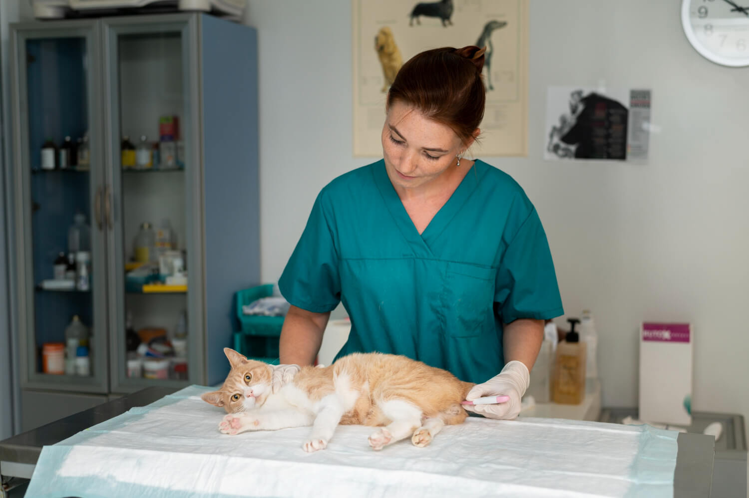 Clínica Veterinária: Tratamento Avançado Para Alergias Em Animais 1 O Guia Completo Para O Tratamento De Pele Em Cães E Gatos