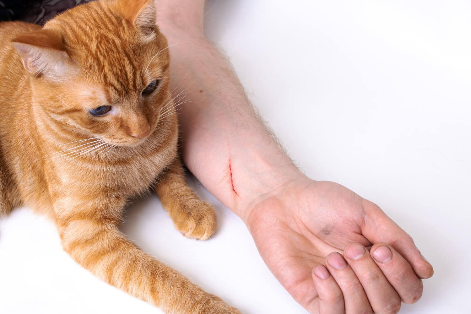 Estrat gias Para Tratar A Alergia A Gato Solu es Efetivas estrat-gias-para-tratar-a-alergia-a-gato-solu-es-efetivas