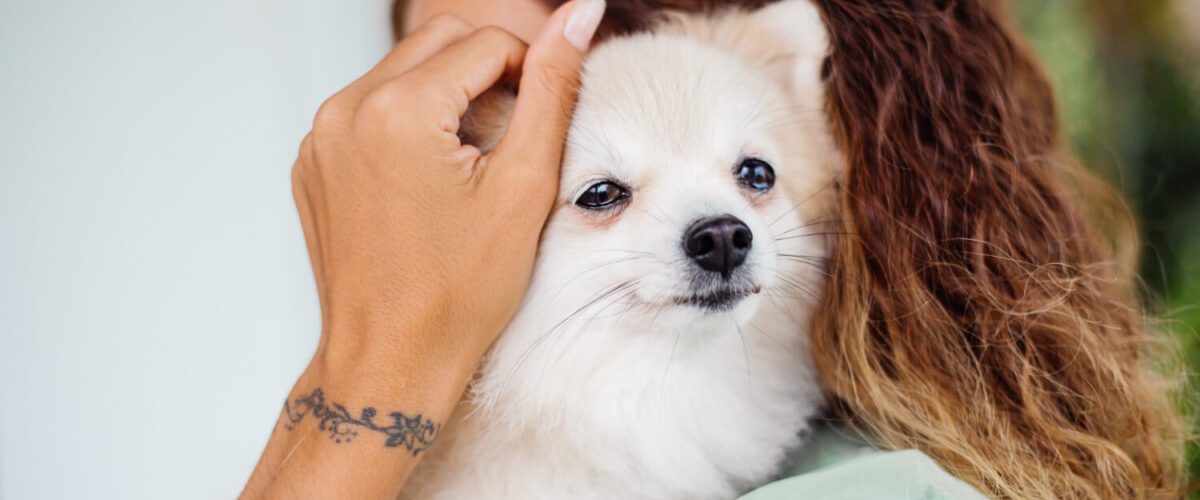 Otites Em Cachorros, Alergia Em Cachorros