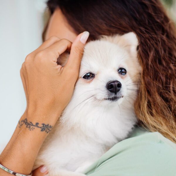 Petderma-Otites-Em-Cachorros.1 Otites Em Cachorros, Alergia Em Cachorros