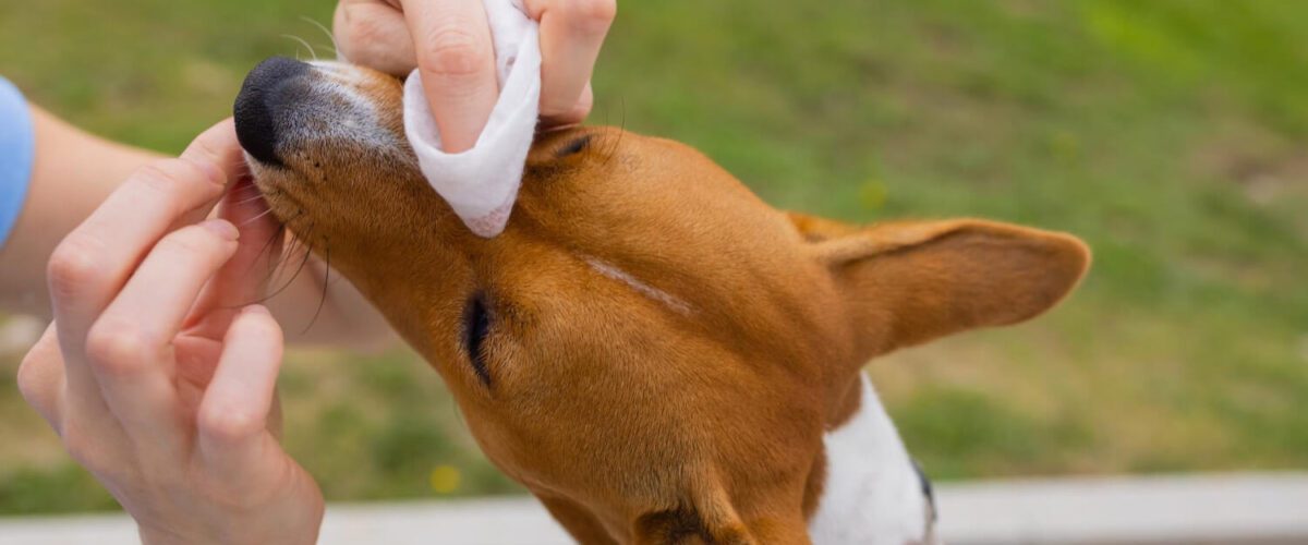 Alergia Em Cachorros. Doença De Pele Em Cachorros