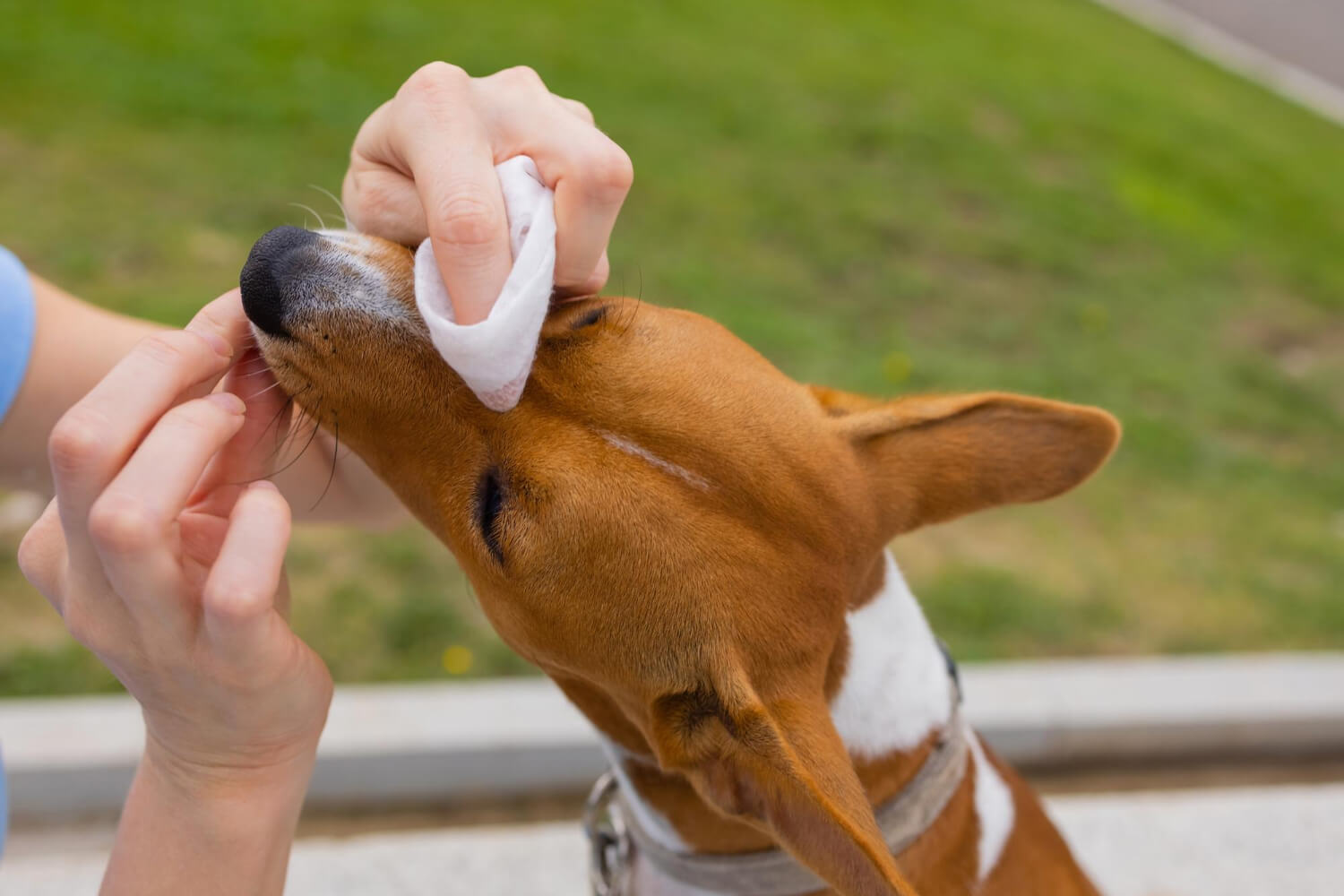 Alergia Em Cachorros: Identificação E Manejo 1 Alergia Em Cachorros. Doença De Pele Em Cachorros