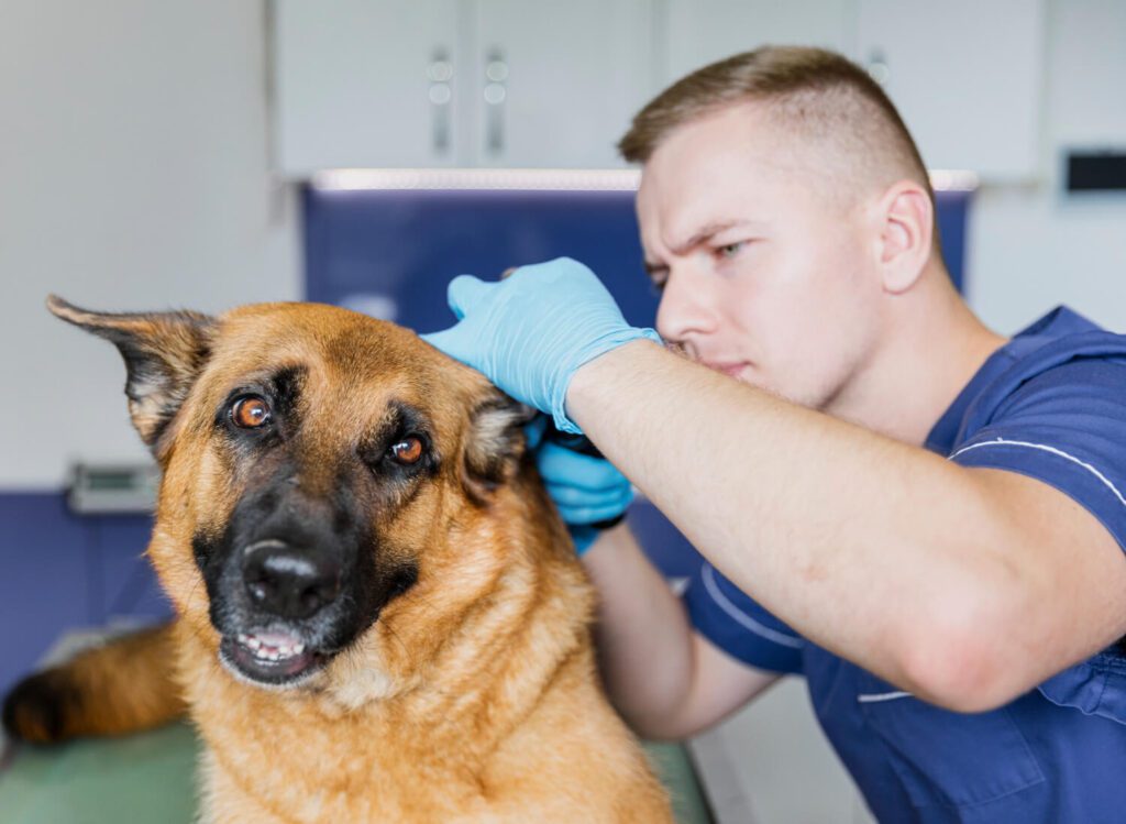 PETDERMA: Especialistas em Dermatologia Veterinária em São Paulo - Encontre o melhor cuidado para seu pet com a PETDERMA, sua clínica especializada em dermatologia veterinária em SP. Tratamentos inovadores para cães e gatos.