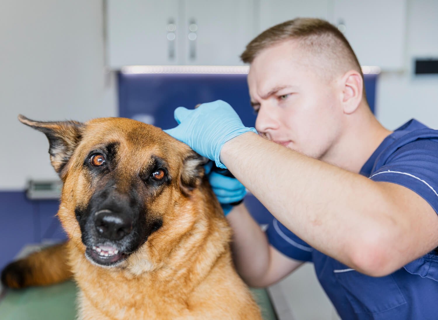 Dermatologista Canino: Cuidado Especializado Para Seu Pet 1 Clínica Veterinária Alergia Consultório De Alergologia Veterinária