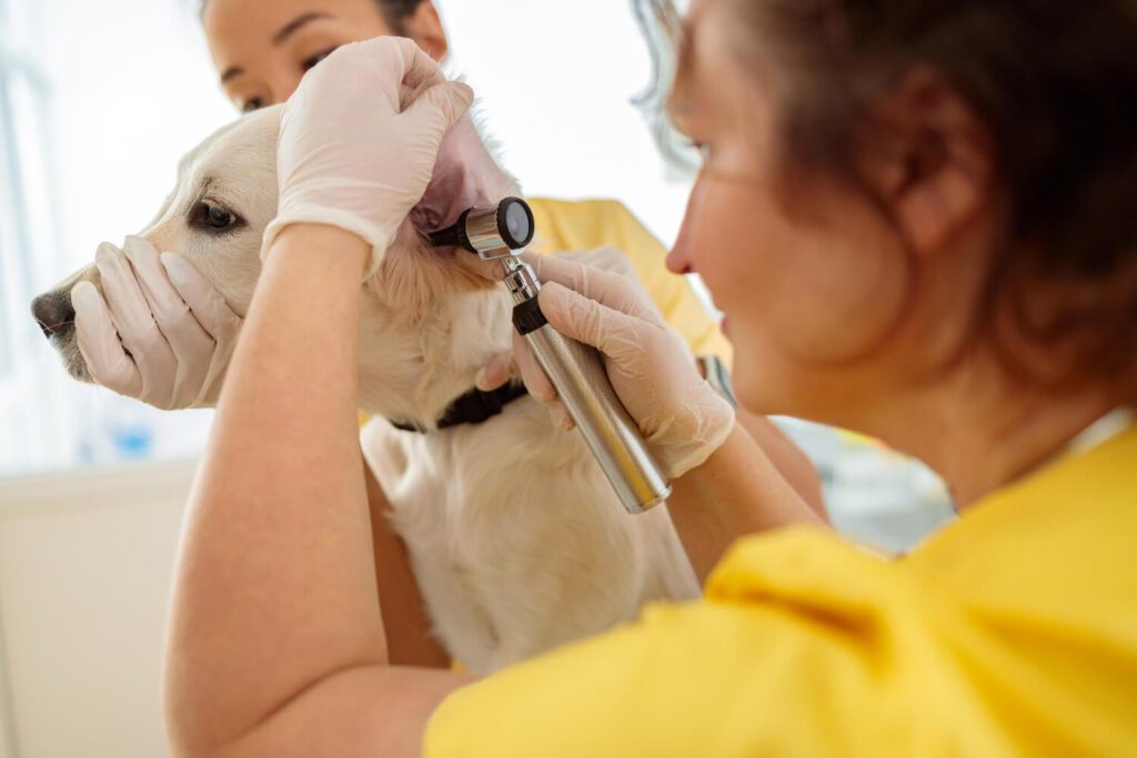 Dermatologista Canino: Cuidado Especializado para Seu Pet