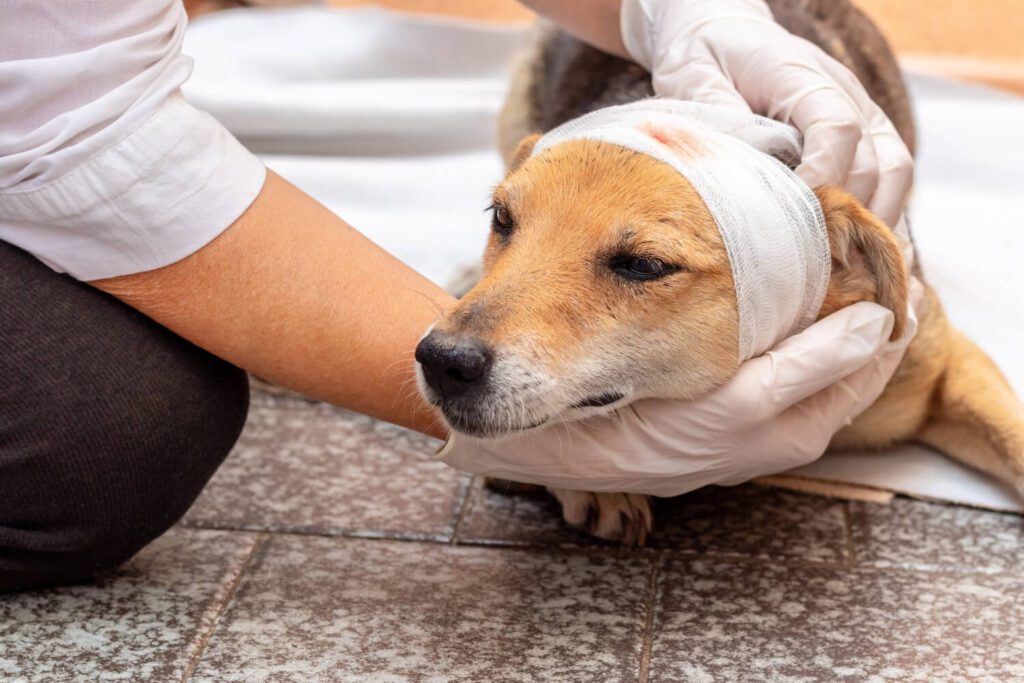 Distúrbios de Pele em Cães alergia de pele
