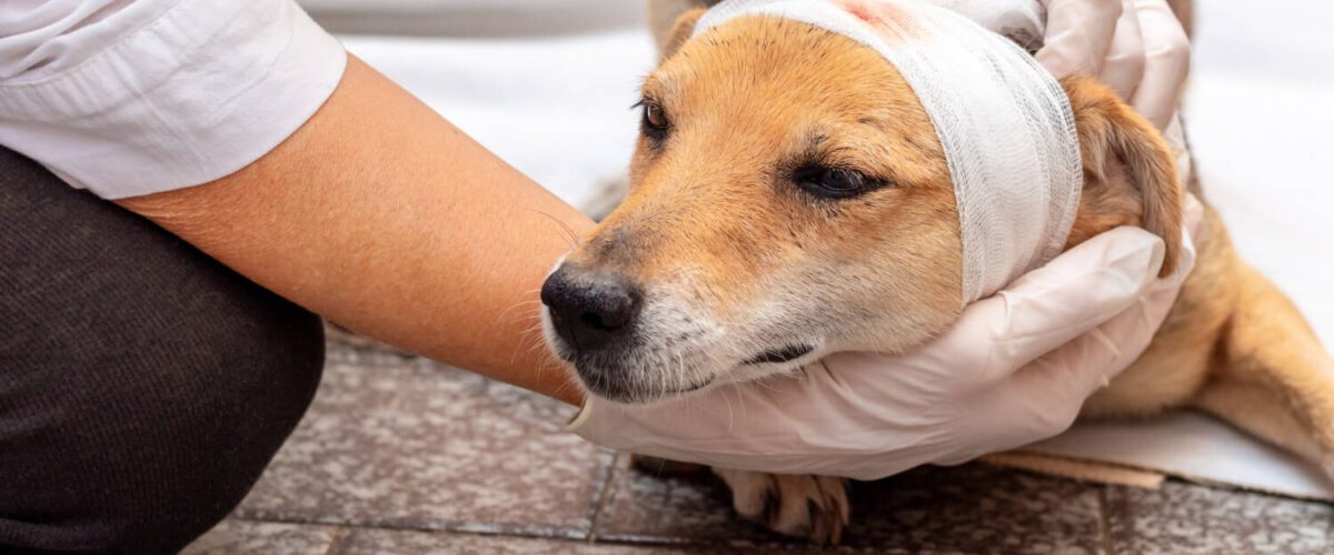 Ferida Distúrbios De Pele Em Cães Alergia De Pele