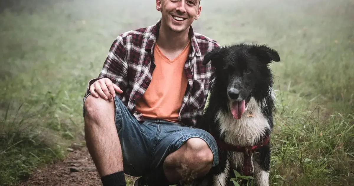 Tratamento De Dermatites Em Cães E Gatos