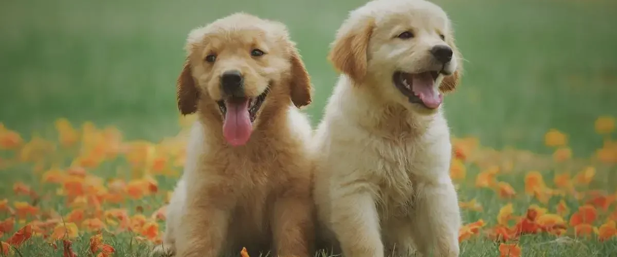 Veterinário Dermatologista Na Zona Sul