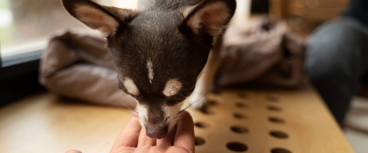 Alergia Alimentar Em Cachorros