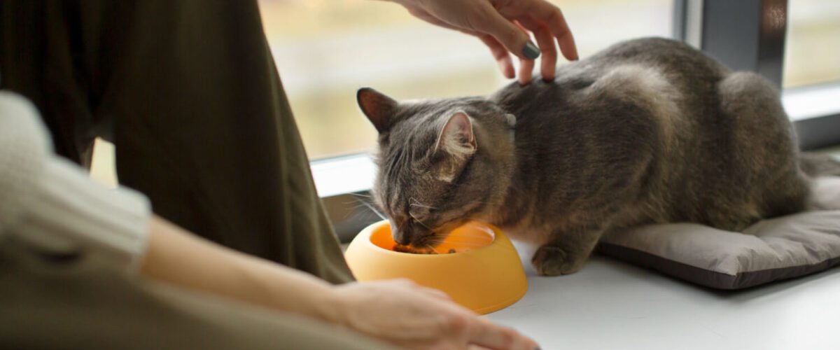 Sinais De Alergia Alimentar Em Gatos