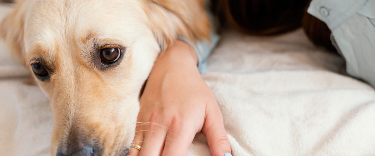 Alergia Cutânea Em Cachorros Dermatite Pele