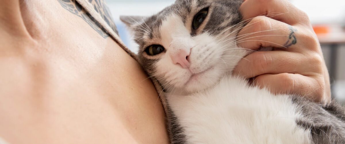 Tudo Sobre A Seborreia No Meu Pet 6 Alergias Em Gatos Seborreia Em Pets