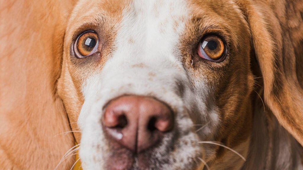 alergia nos olhos do seu cachorro