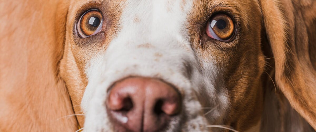 Alergia Nos Olhos Do Seu Cachorro