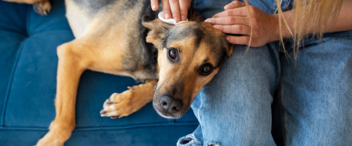 Soluções Para Coceira Em Cachorros: O Que Funciona?