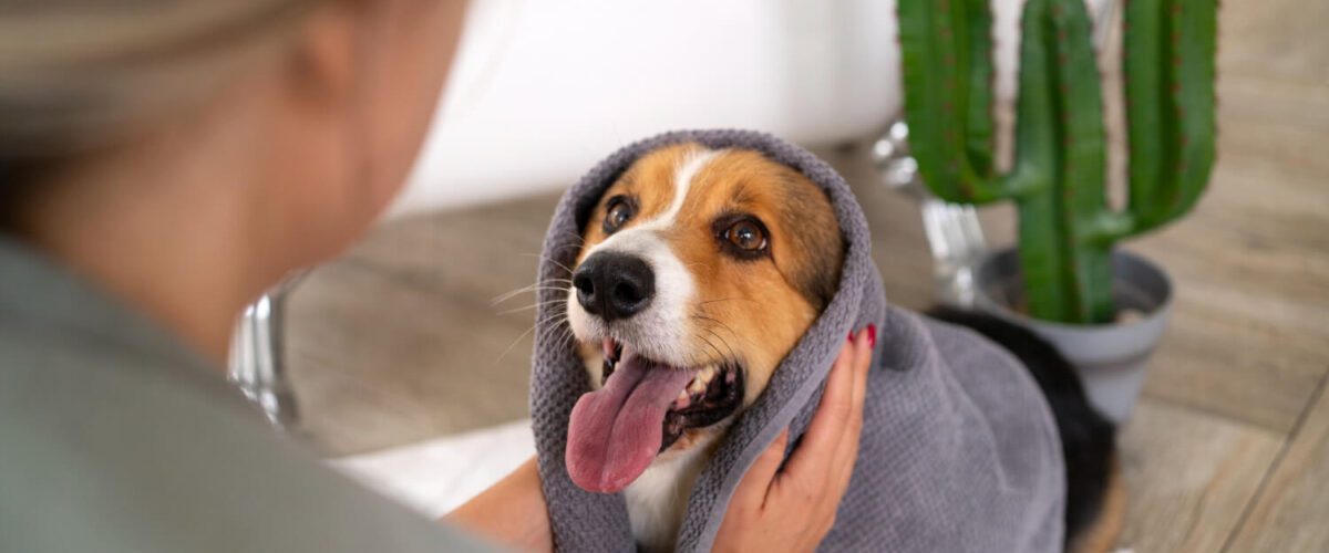 Dermatite Alérgica Em Cães Prevenindo Alergias Através Da Higiene Regular Do Pet