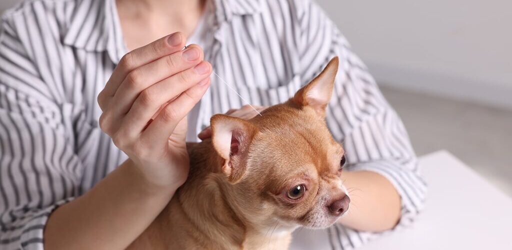 Terapias Holísticas Para Alergias Em Cães
