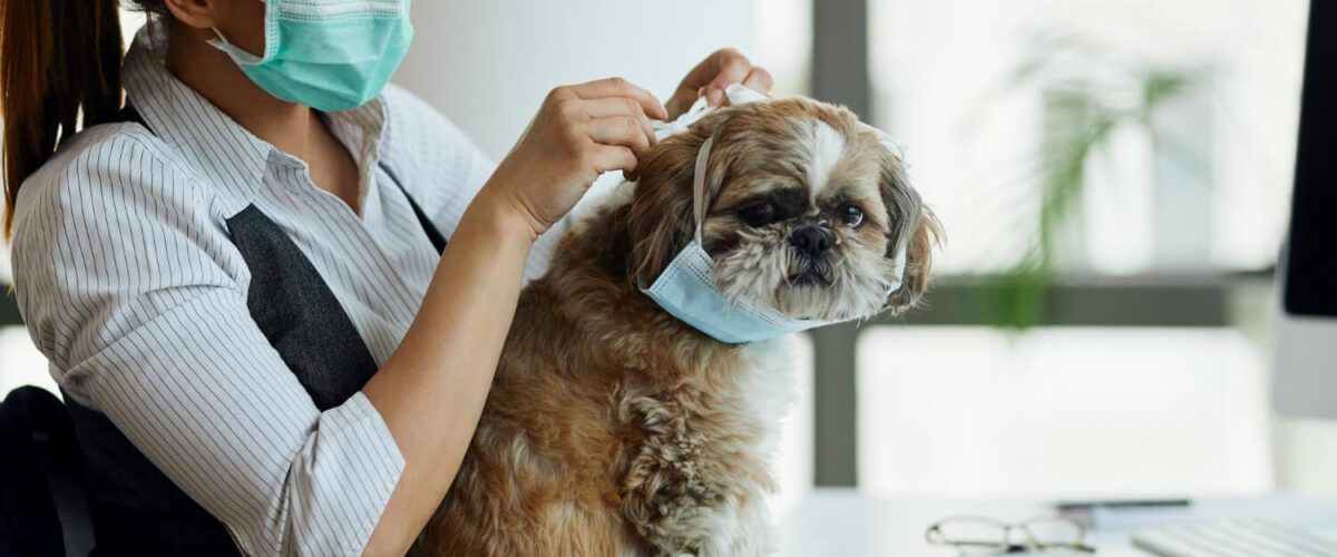 Veterinário Dermatologista Para Cães Em Moema, Sp: Onde Encontrar