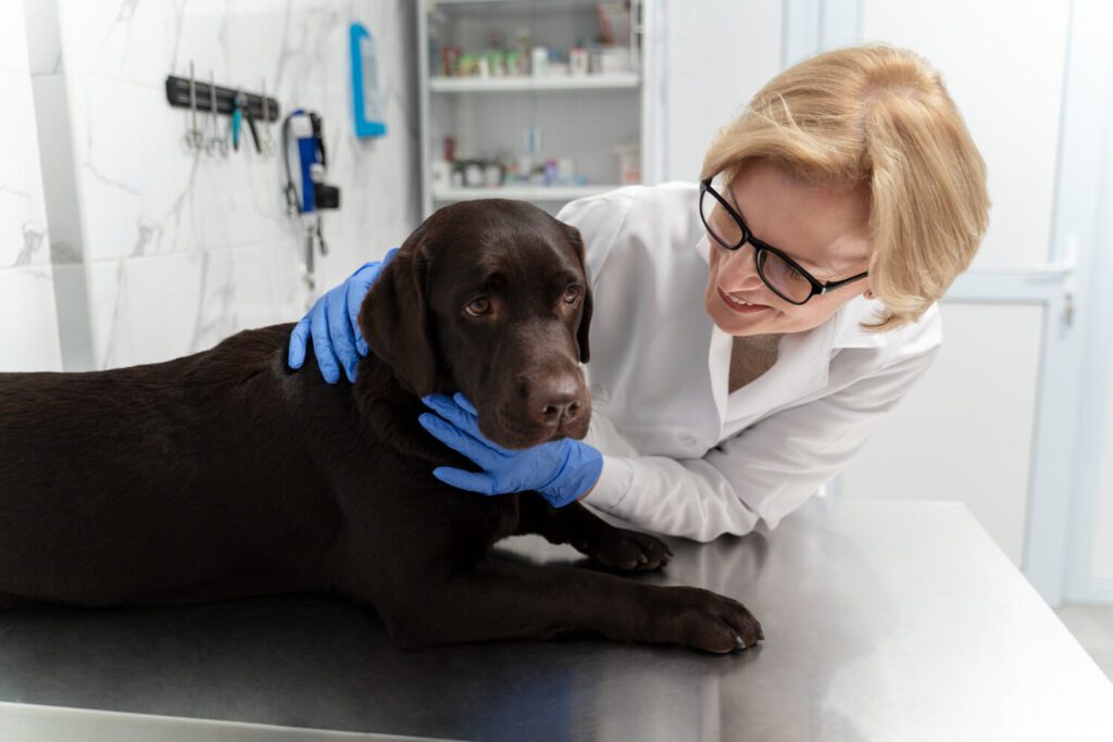 Veterinário Dermatologista para Cães em Moema, SP: Onde Encontrar