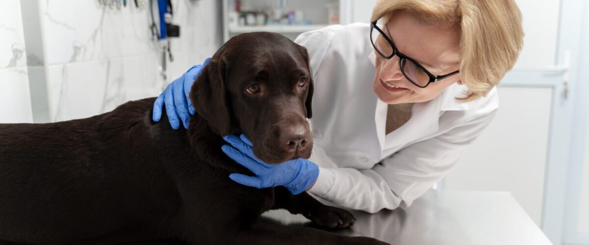 Veterinário Dermatologista Para Cães Em Moema, Sp: Onde Encontrar